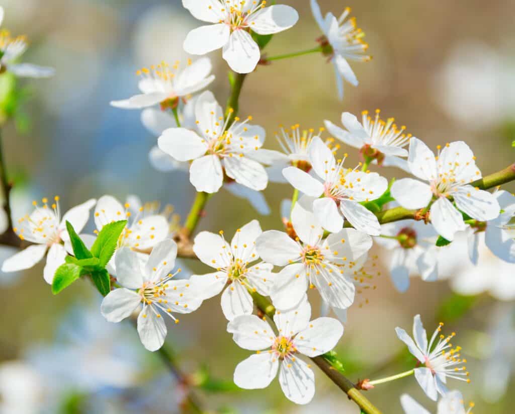 apple and apricot trees provide a pruning mystery in God's Word