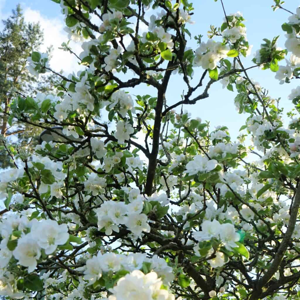 flowering wild crab apple tree by Dreamstime photographer Natalia Pavlova