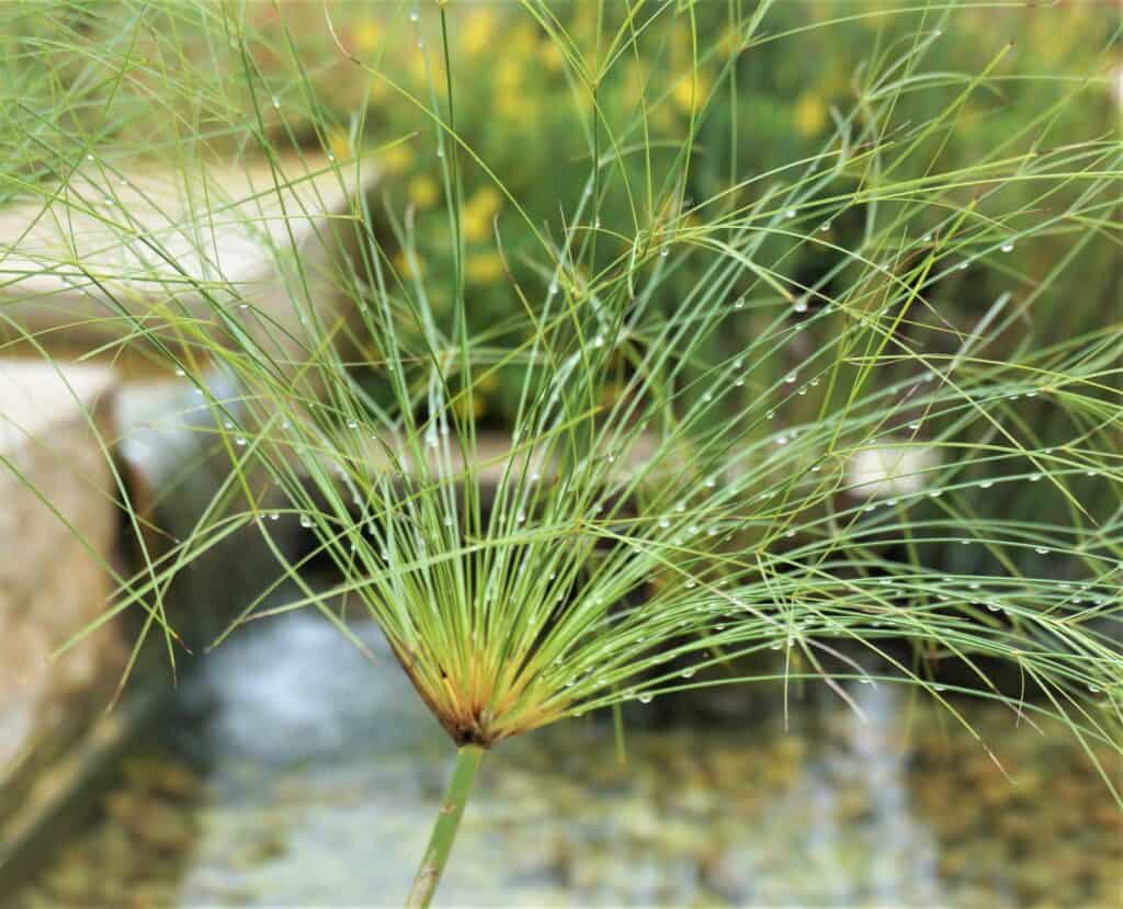 papyrus well-watered by raindrops at San Antonio Botanical Garden