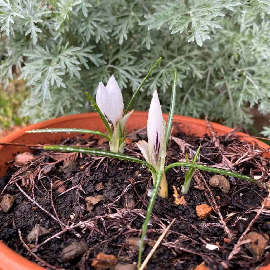 winter crocus growing in a garden pot