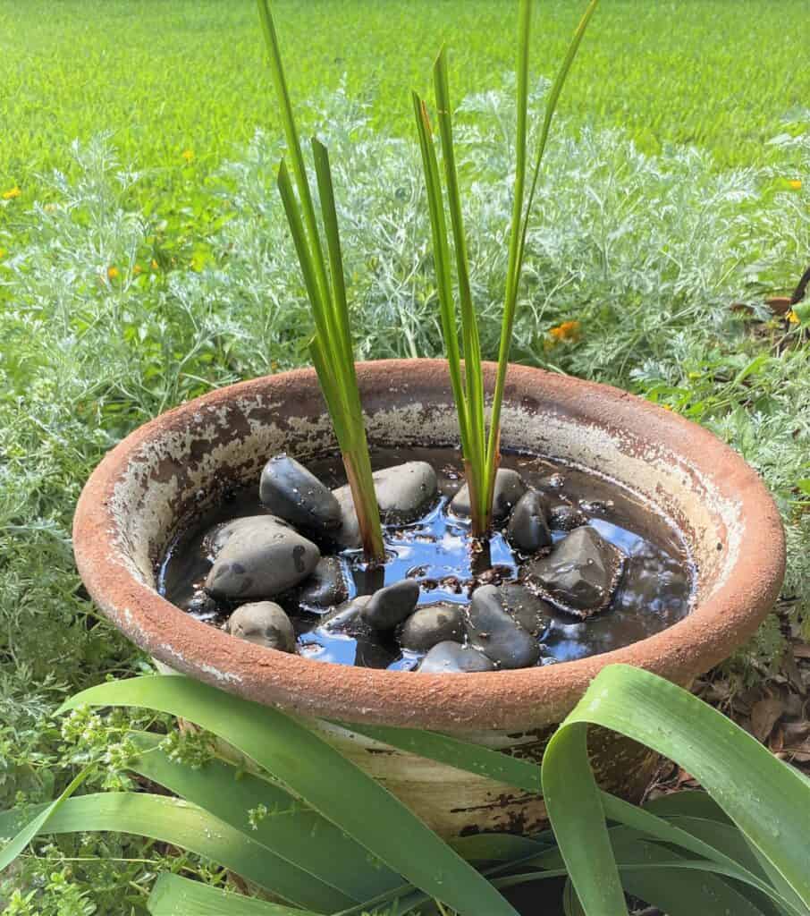 pot of calamus with rocks and water
