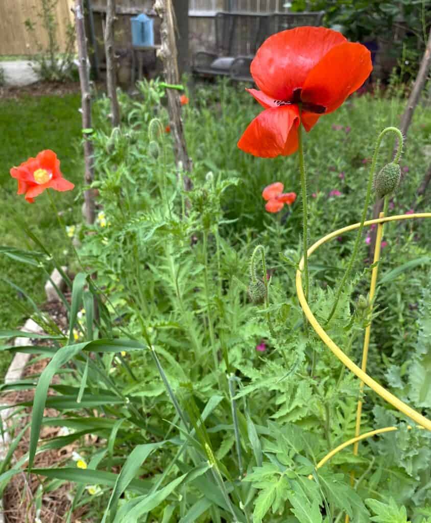 poppies standing tall in the garden with bright blooms