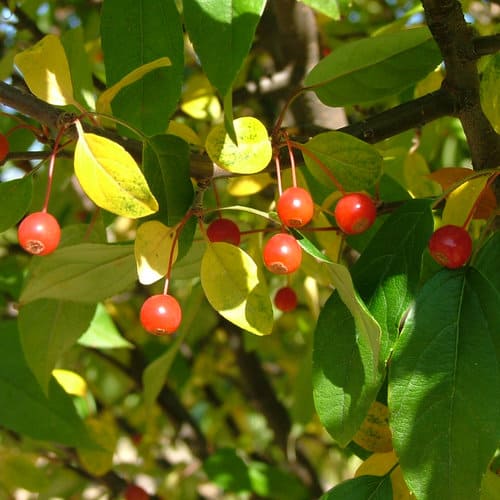 A Father's Tree - Malus X 'Lollizam' from Proven Winners ColorChoice Ornamental Trees