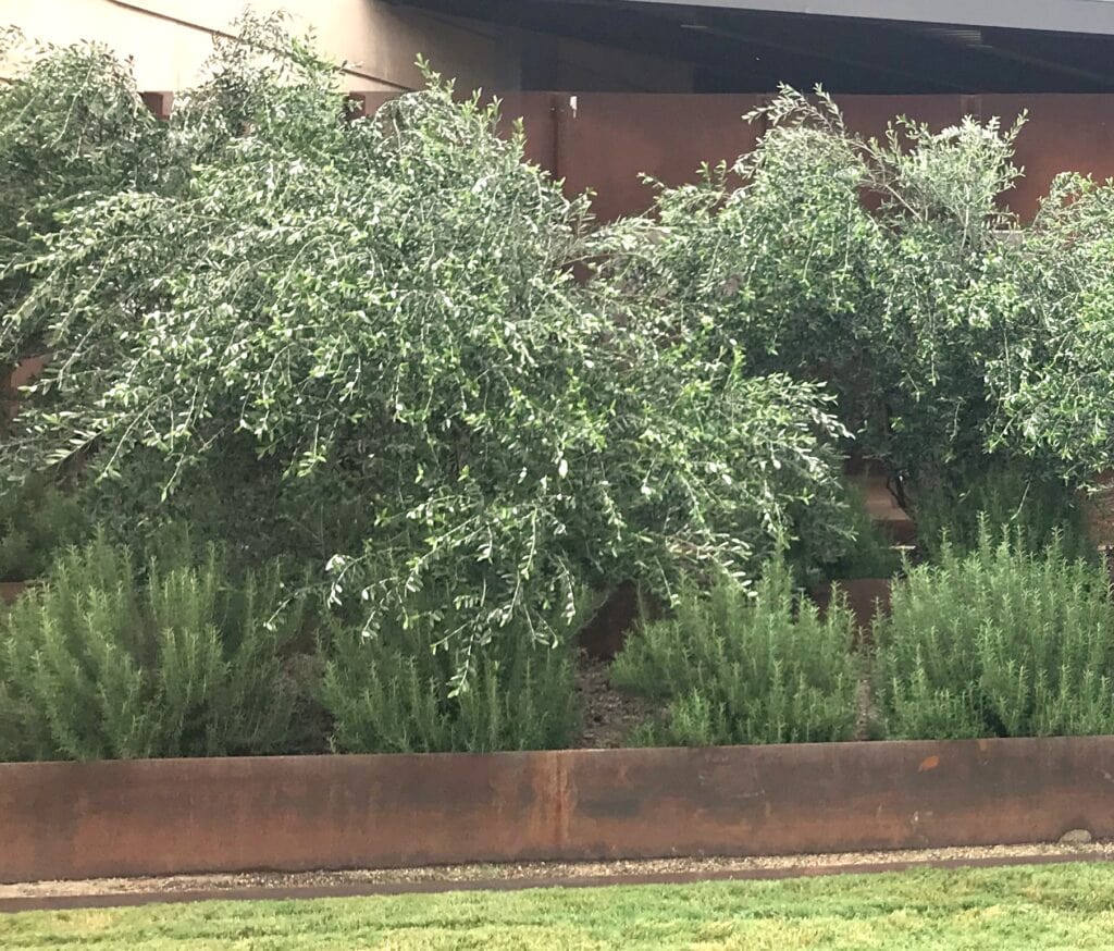 garden glimpses of God - olive trees and rosemary at San Antonio Botanical Garden
