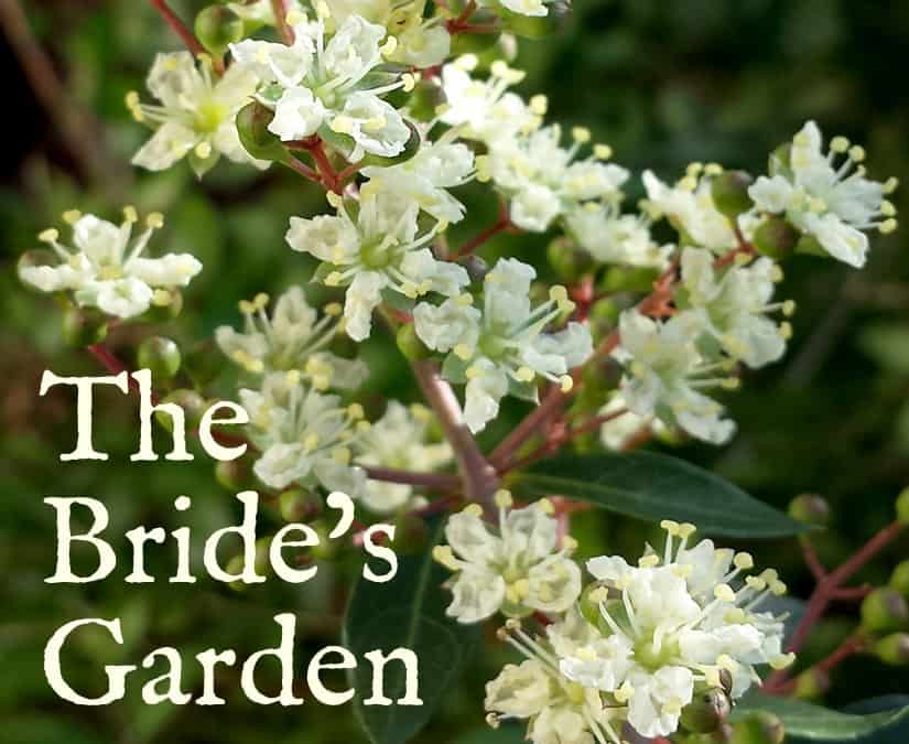The Bride's Garden meme with henna blossoms