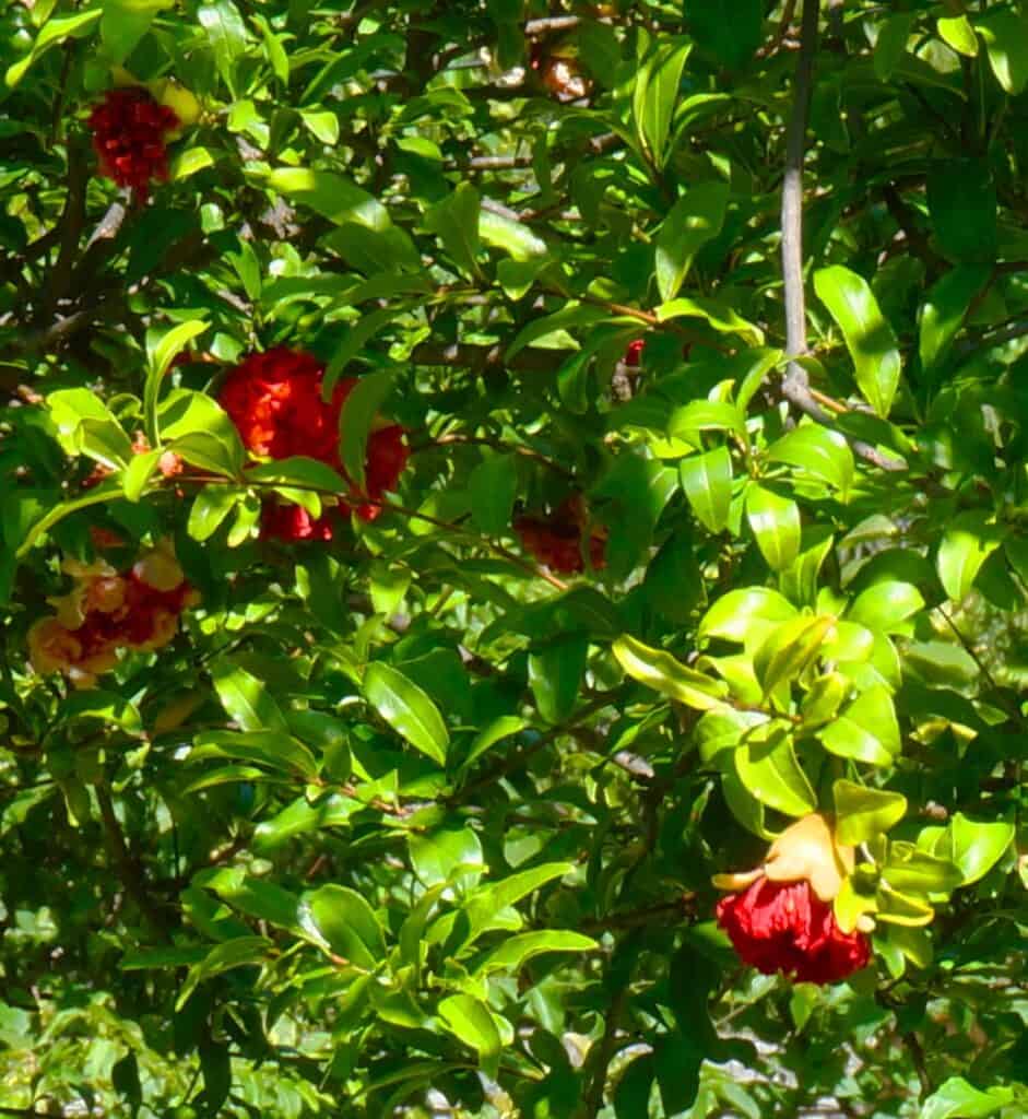 blooming pomegranates maturing to fruits showing their bell shape