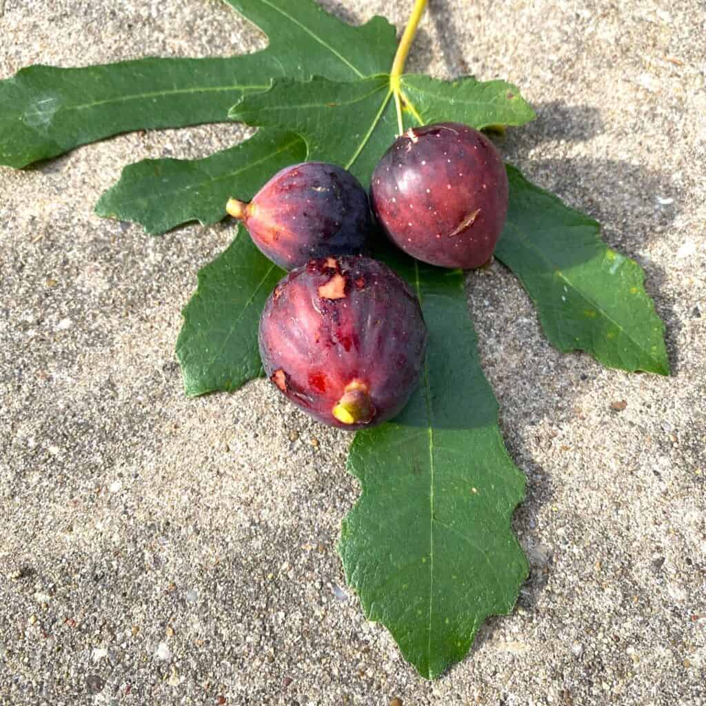 figs on dwarf fig tree leaf