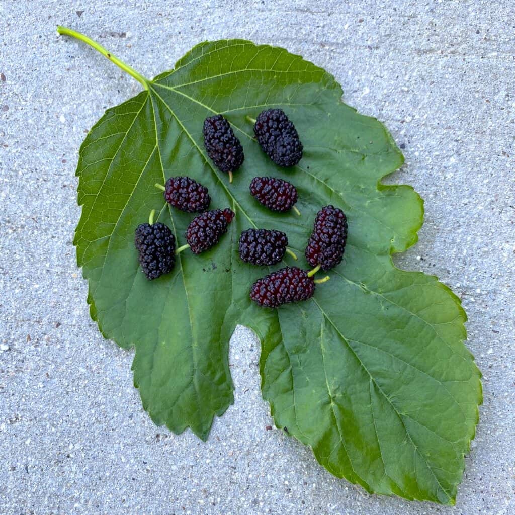 mulberry trees fruits from Morus rubra