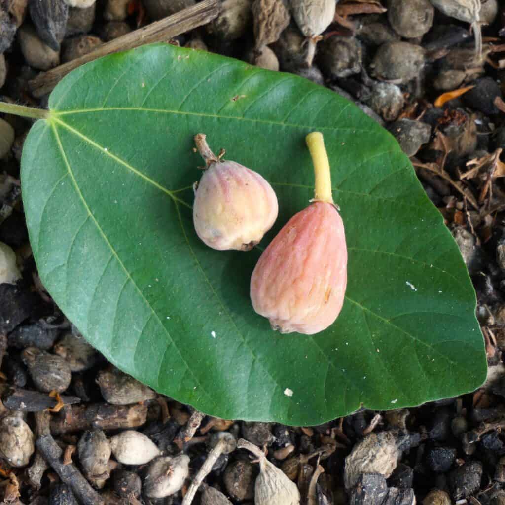 sycomore figs and leaf