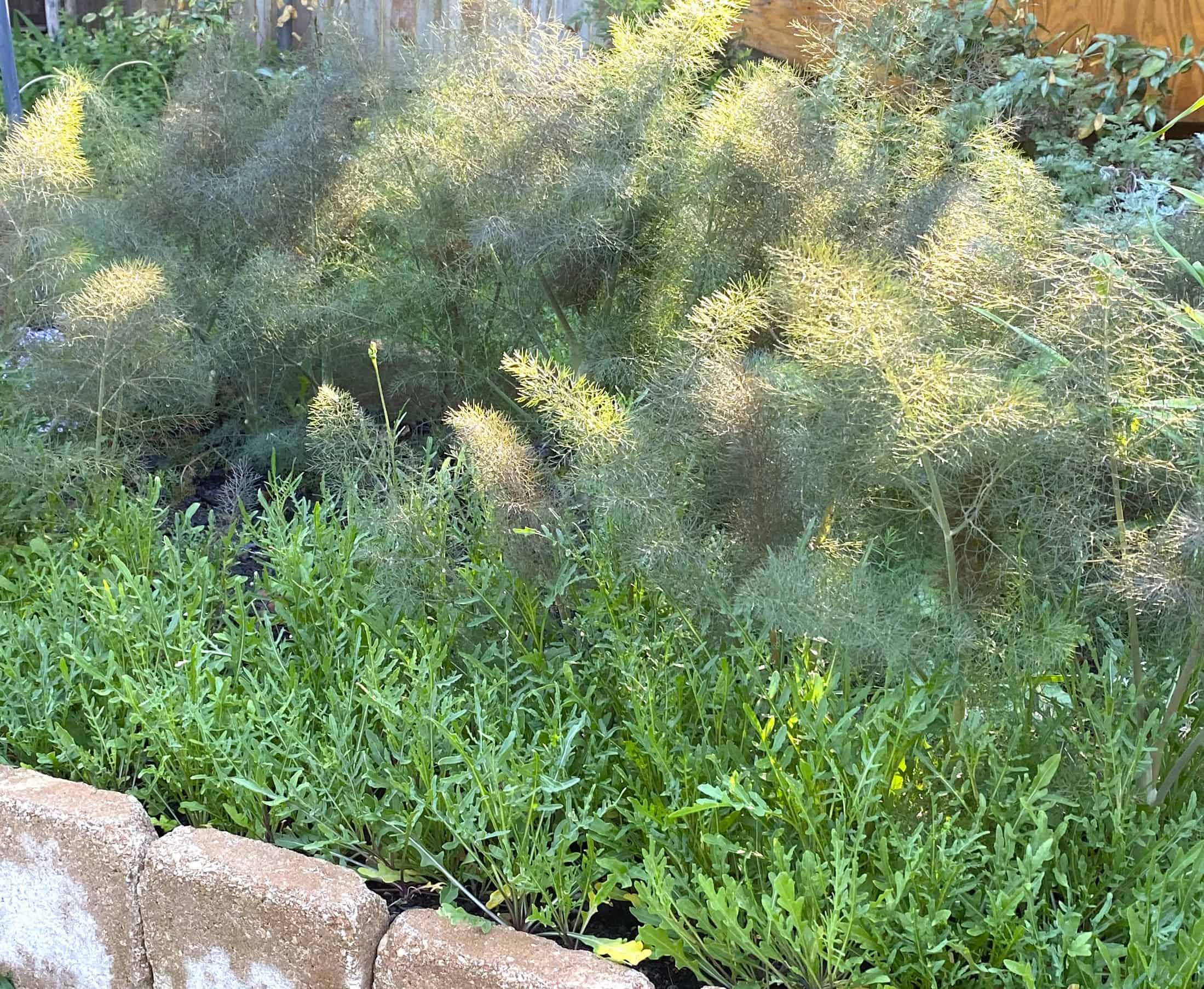 ©2021 Shelley S. Cramm Smokey Bronze Fennel Foeniculum vulgare var. with Italian arugula for a savory salad garden ©2021 Shelley S. Cramm Smokey Bronze Fennel Foeniculum vulgare var. with Italian arugula for a savory salad garden