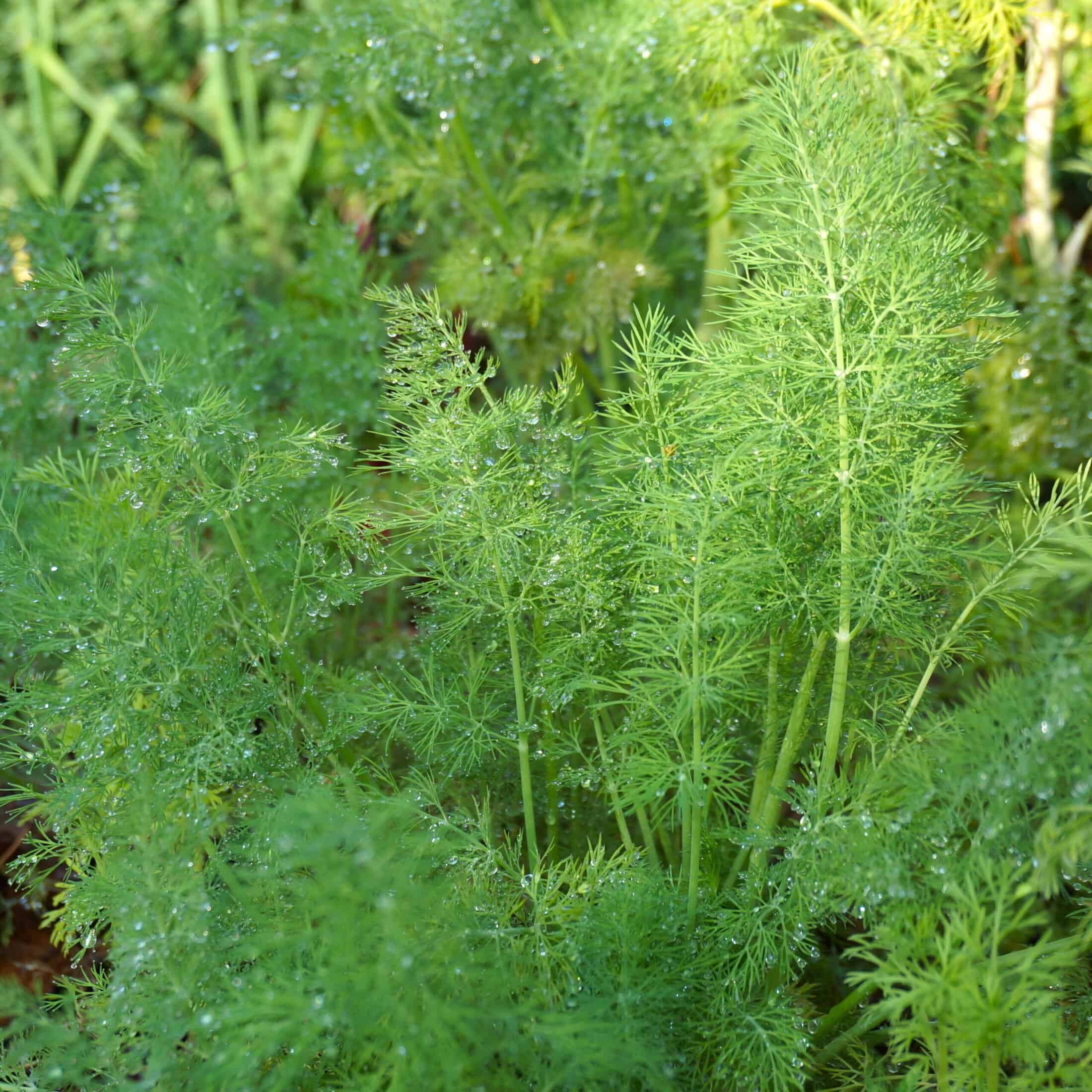 ©2016 Shelley S. Cramm dill seedlings in early spring