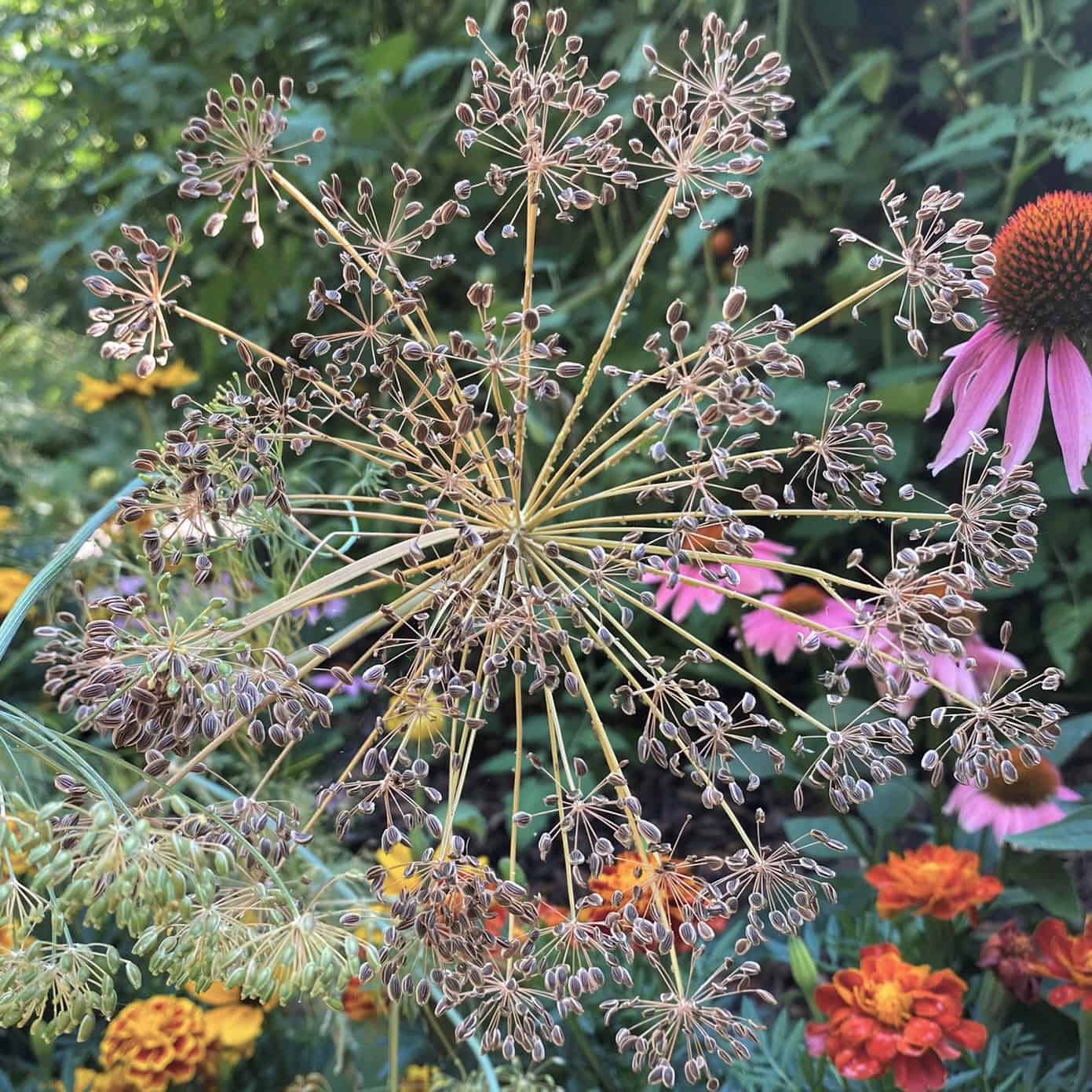 ©2023 Shelley S. Cramm dill flowers gone to seed in a Minnesota garden