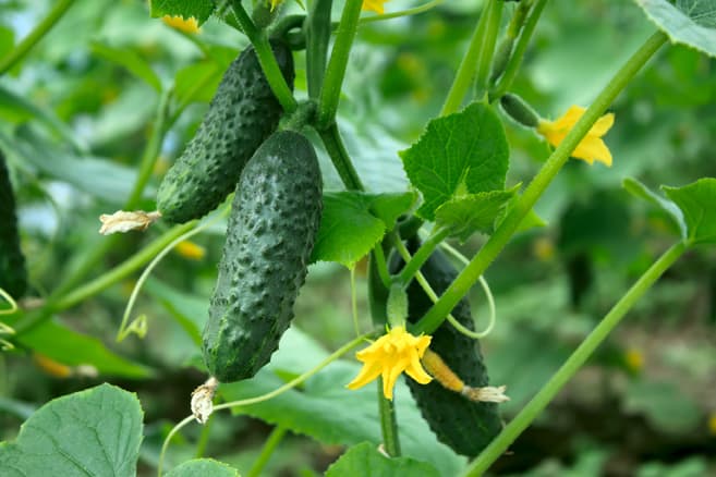 Cucumber Cucumber