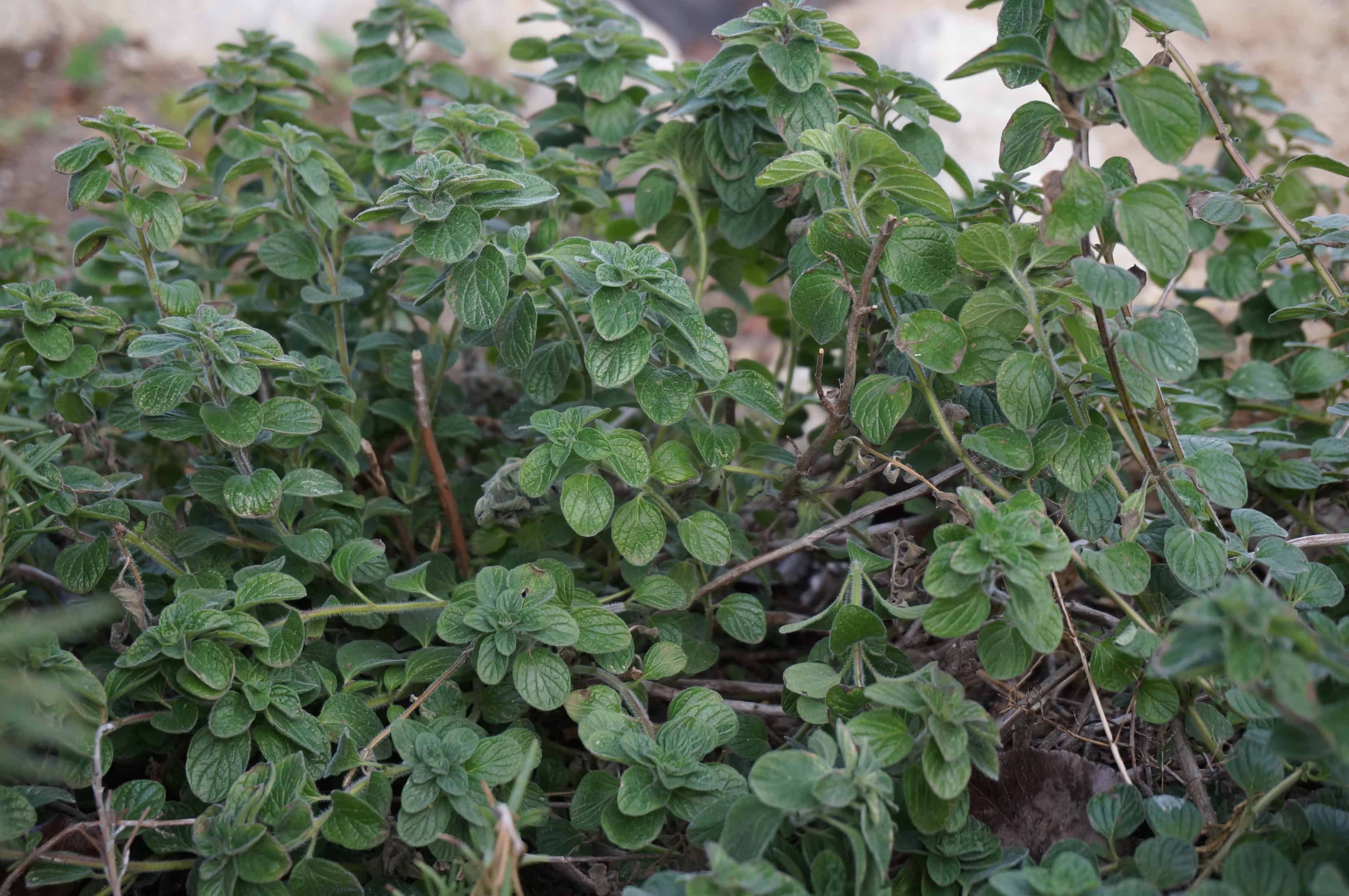Hyssop Hyssop