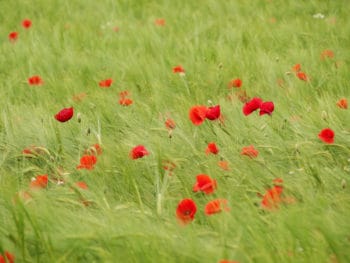 barley field with poppies © Ldambies | Dreamstime.com