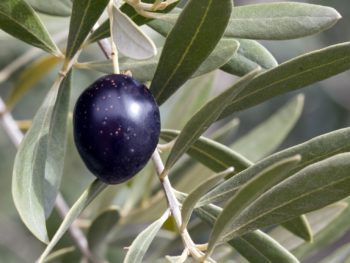ripe olive fruit on olive tree branch