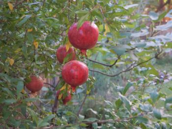 pomegranates on a backyard tree