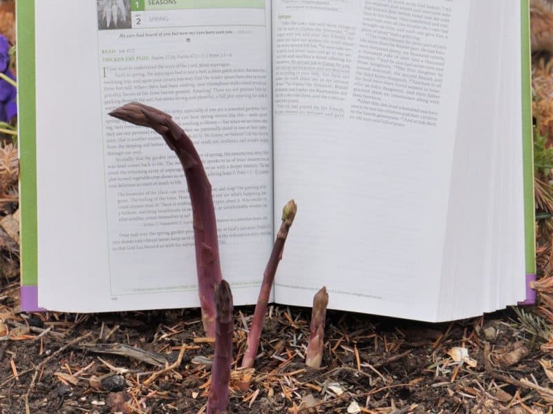 first day of spring and GOd's Word for GArdeners Bible is growing!