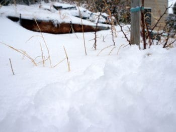 Rex Salter's snow-covered garden in Golden, CO