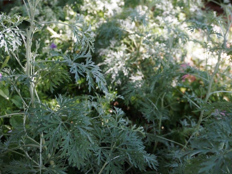 Artemisia related to Wormwood of the Bible