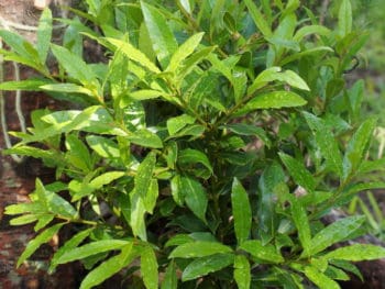 Bay Laurel Laurus noblis it true to its luxuriant name in the NIV Bible