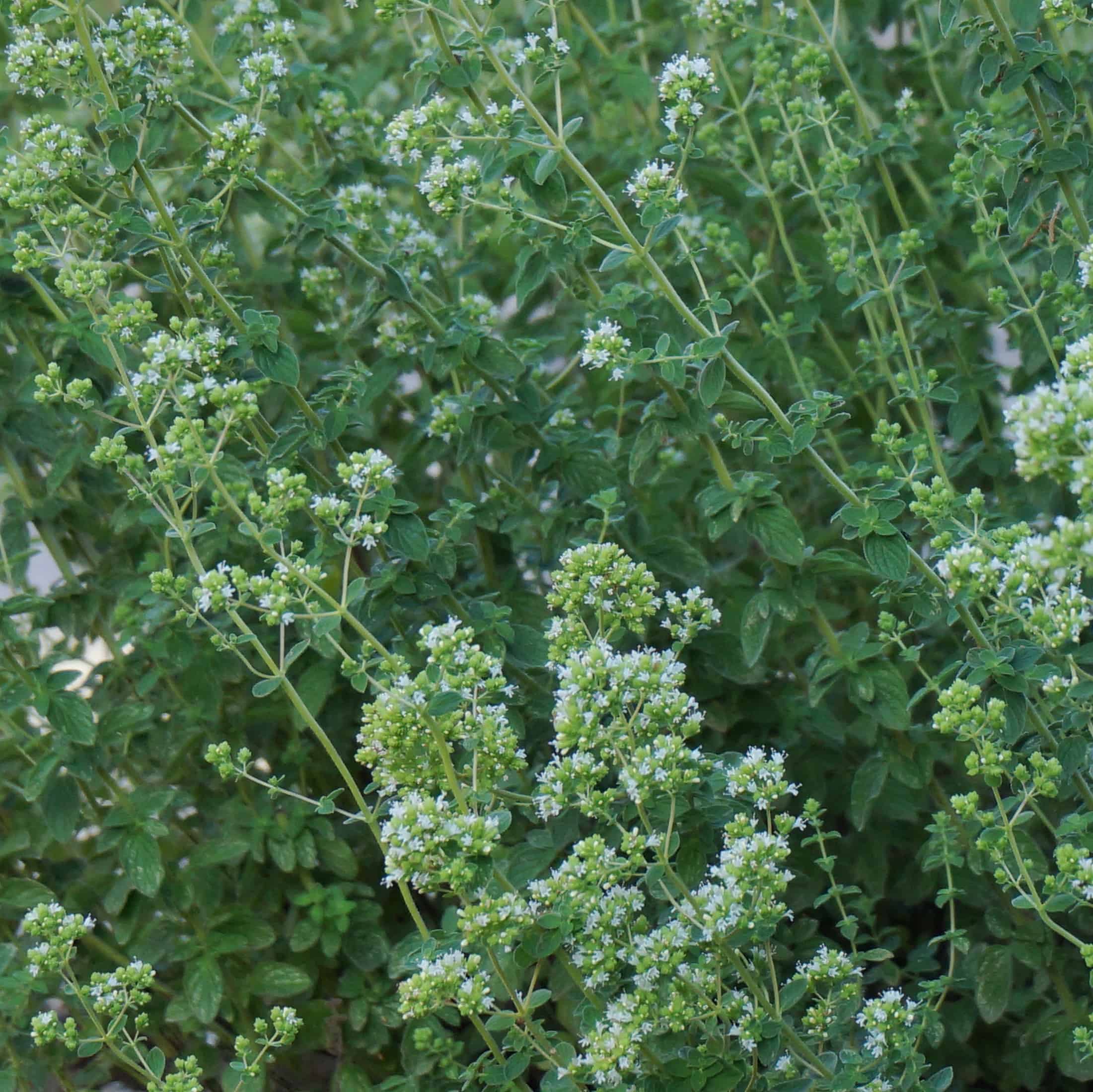 Hyssop Hyssop