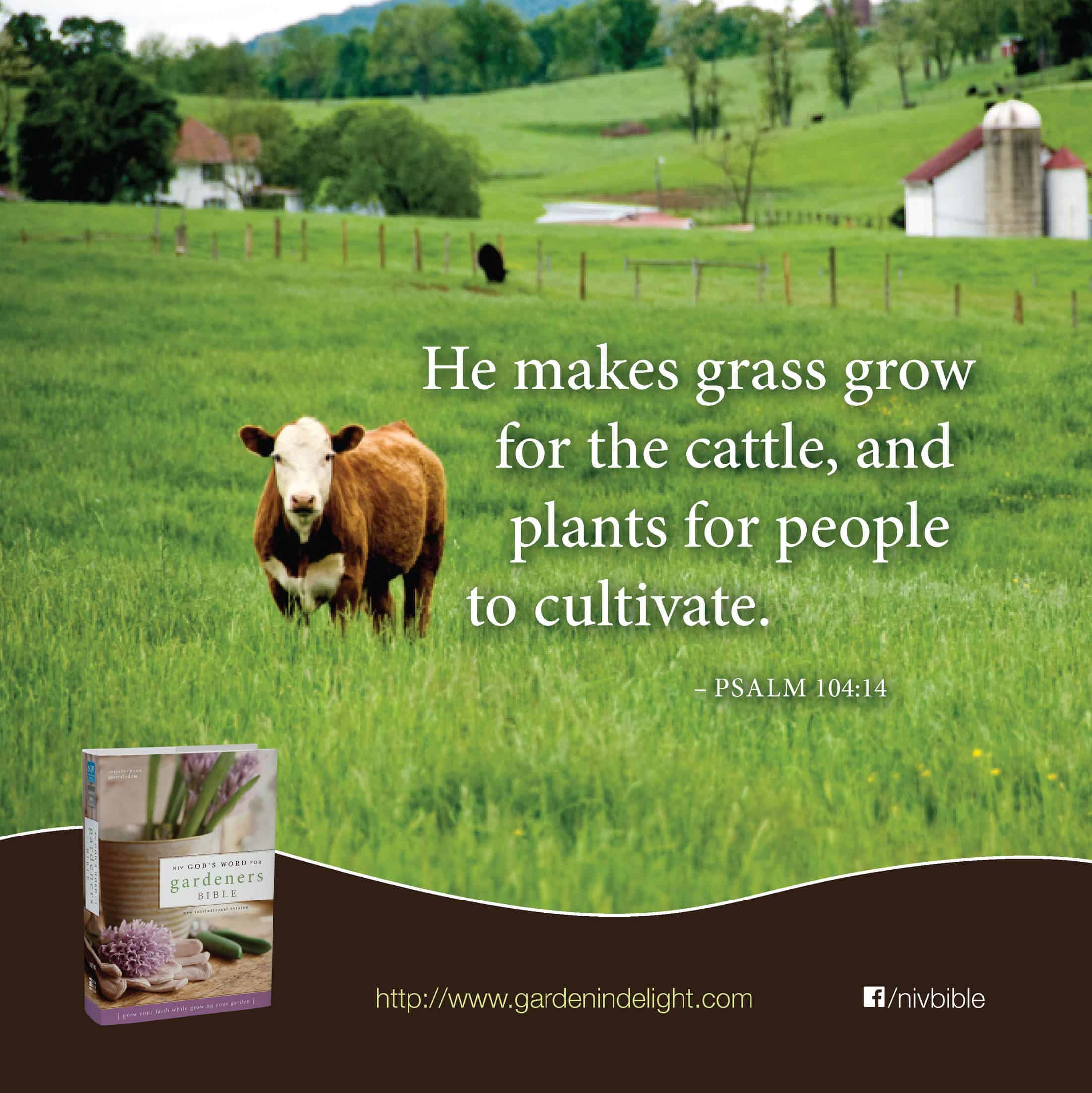 Plants to cultivate garden in delight