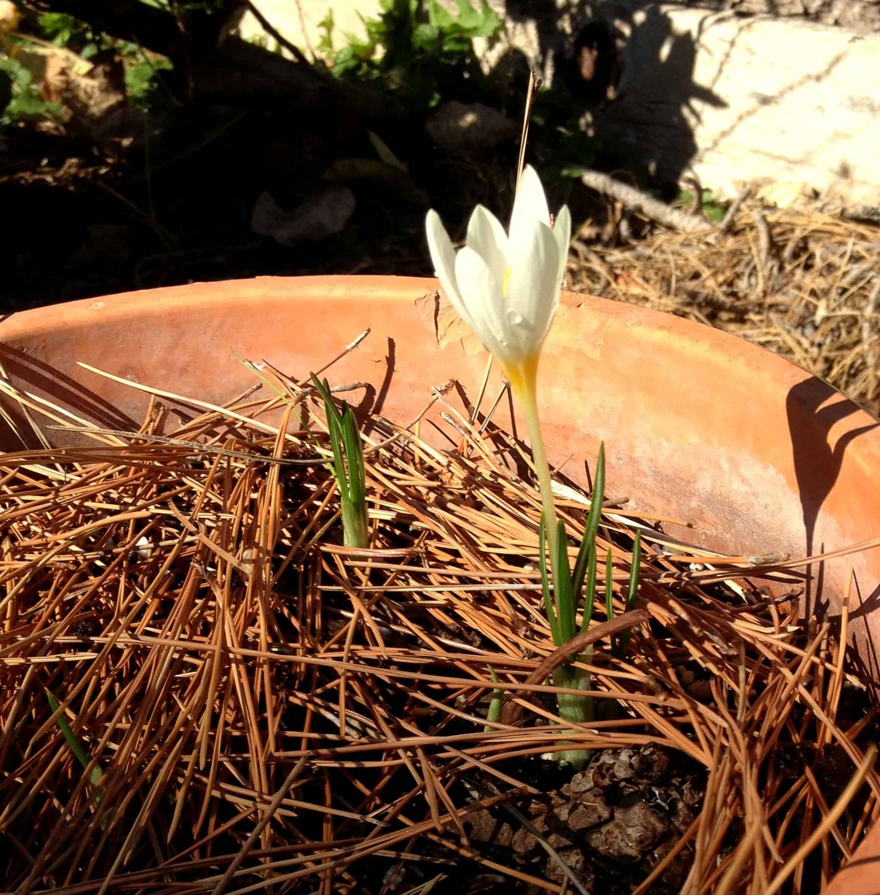 Autumn Crocus Autumn Crocus