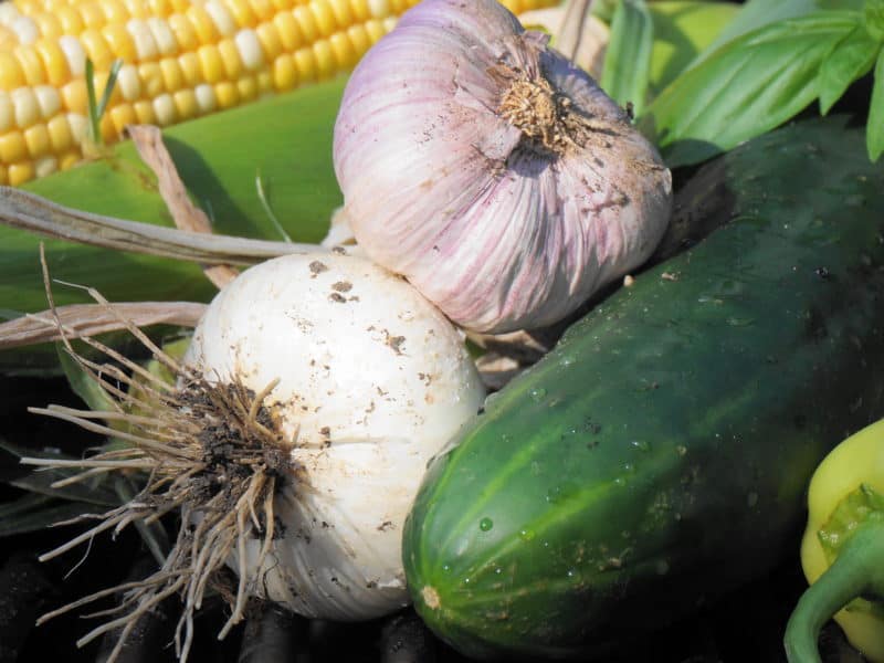 summer garden produce makes There's Corn in Egypt Salad