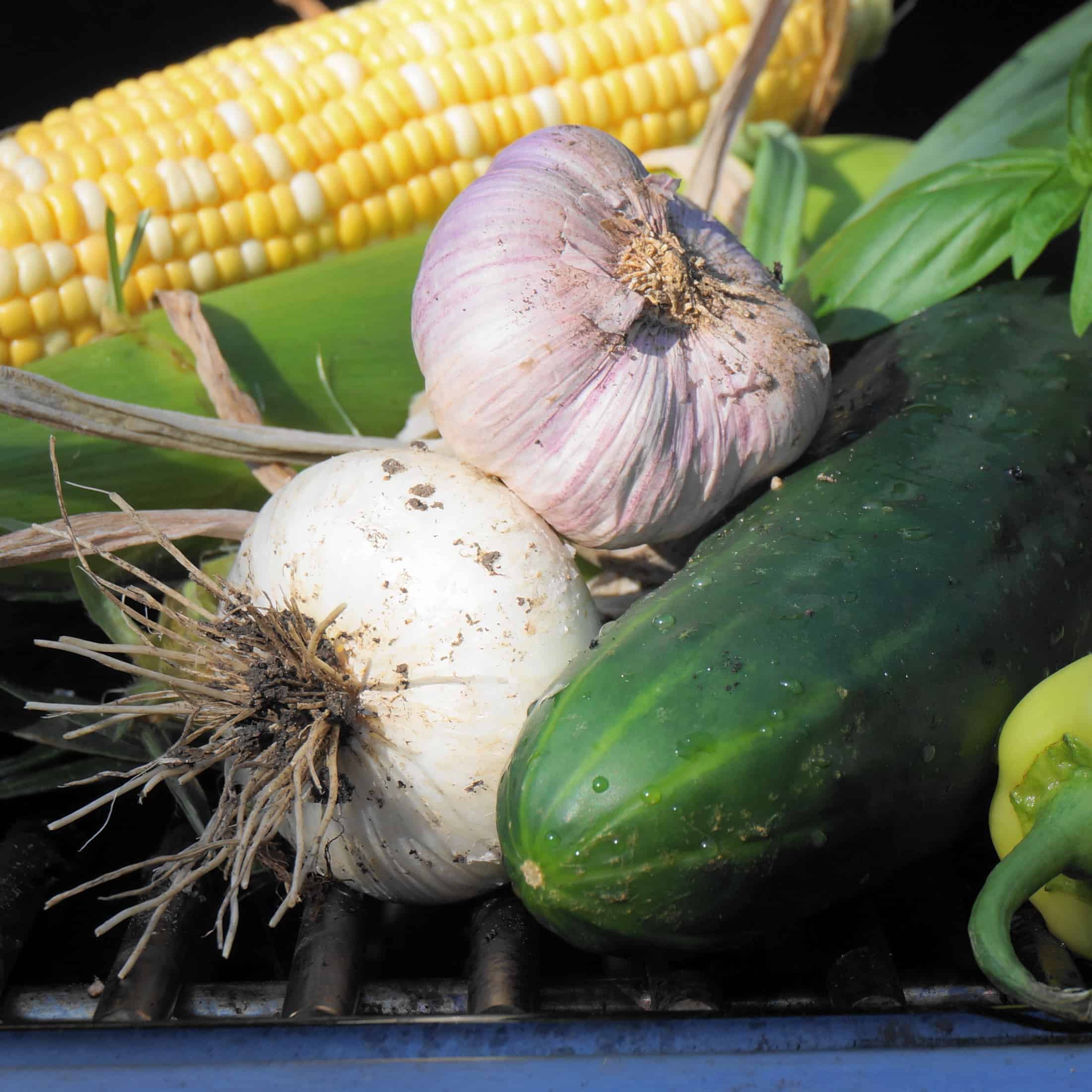 There's Corn in Egypt Salad Garden In Delight