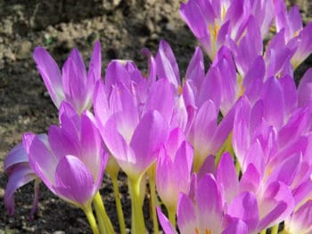 purple autumn crocus