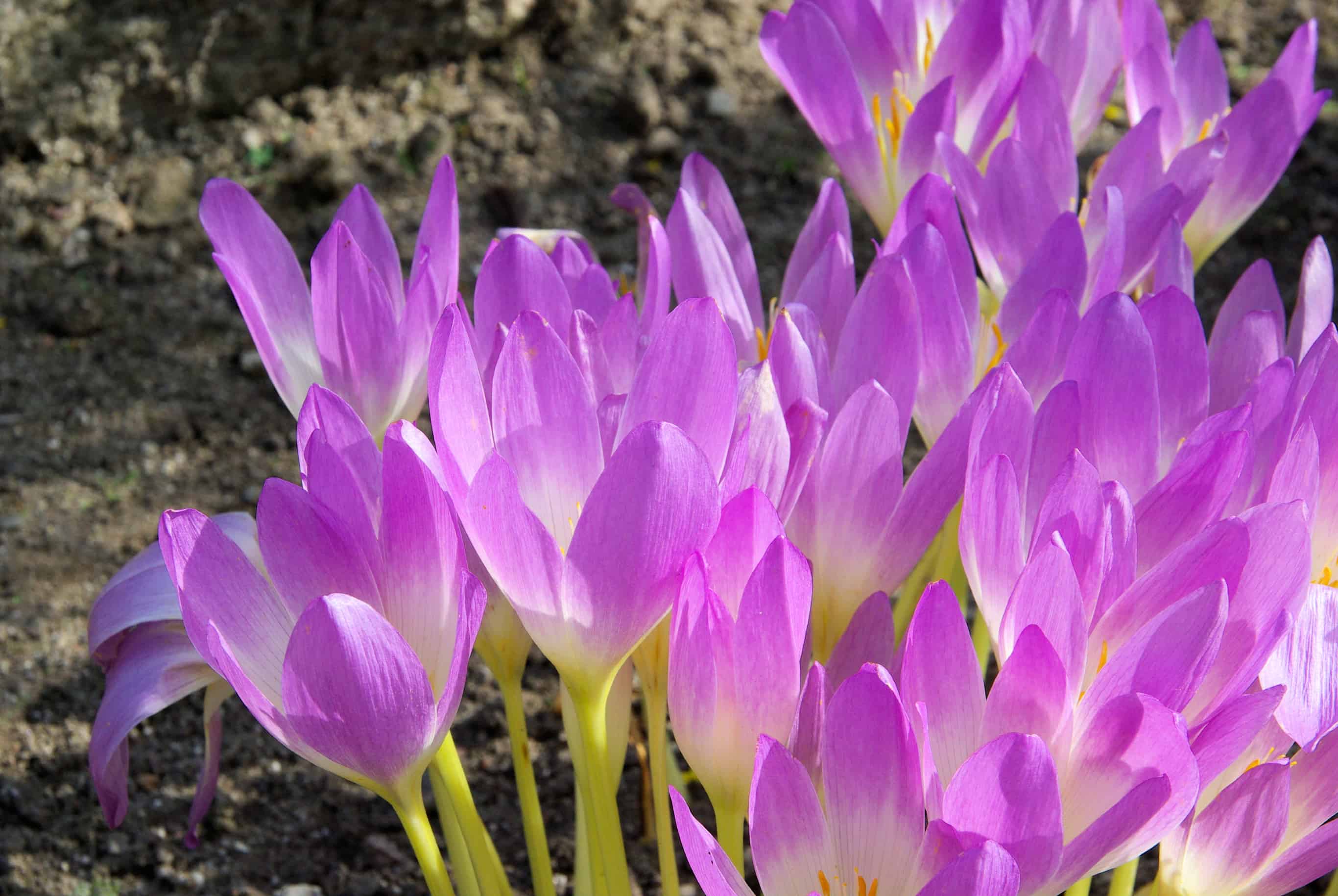 Autumn crocus garden in delight