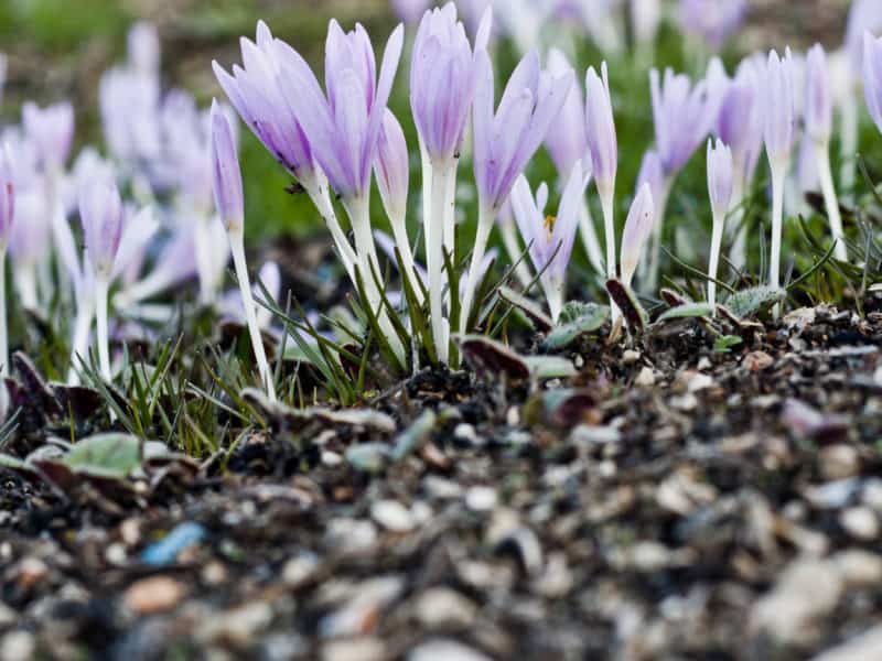 autumn crocus blooms the deserts Isaiah 35:1-2