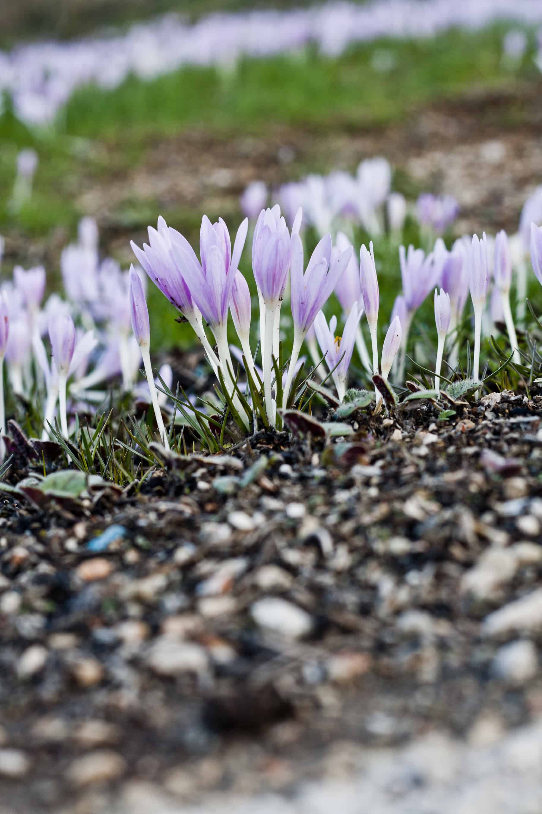 Autumn Crocus Autumn Crocus