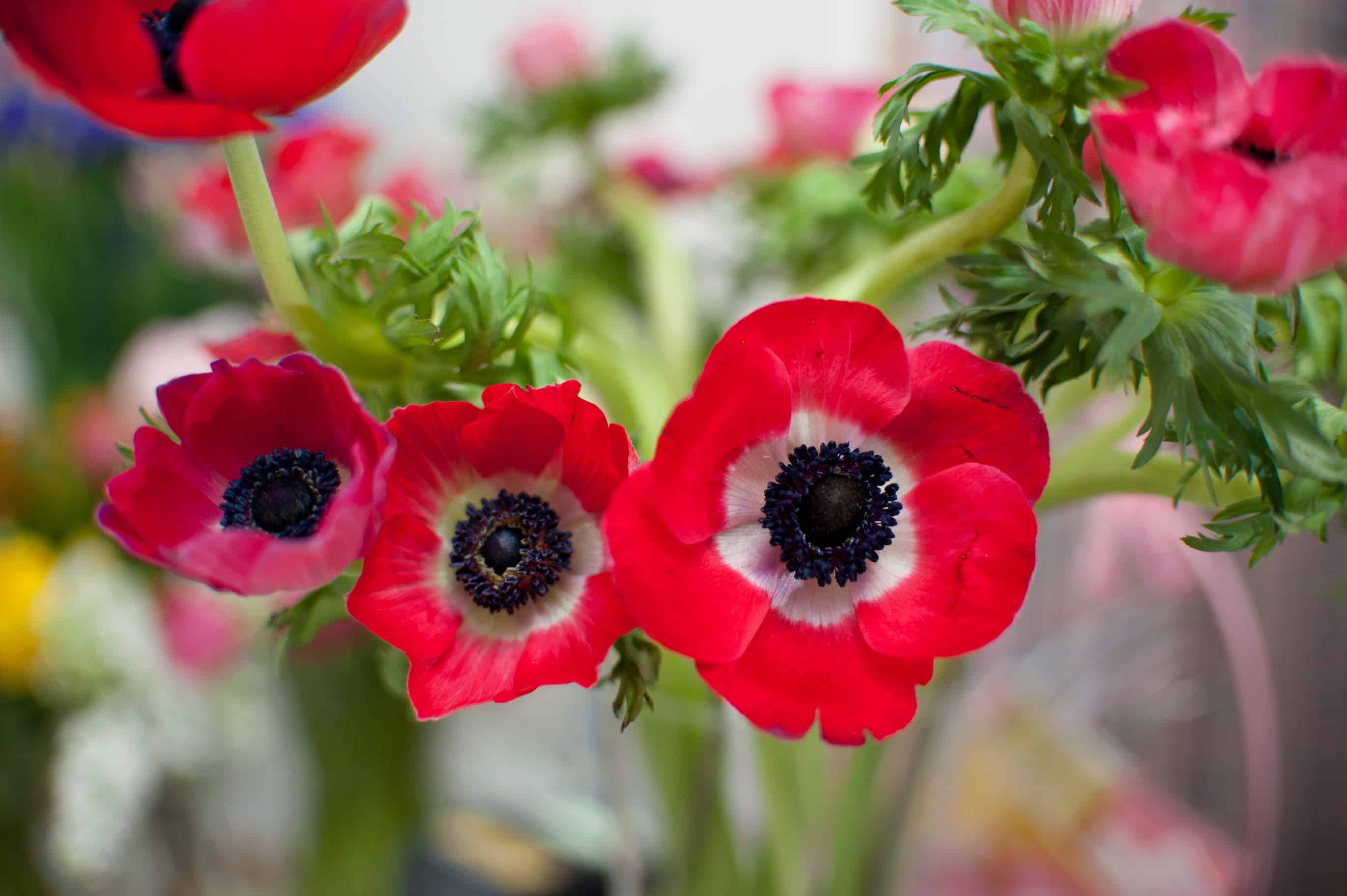 Crown Anemone Crown Anemone