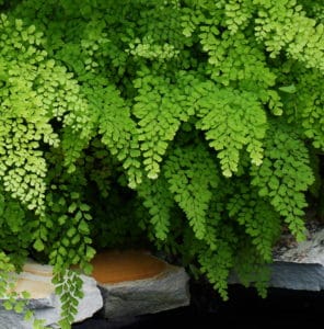 Maidenhair fern is a delicate groundcover at water's edge