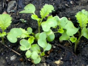 'Green Wave' mustard sprouts Luke 13:19