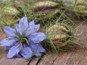 Nigella flower and seed pod