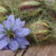 Nigella flower and seed pod