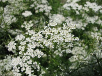 Mass cumin flowers in the garden