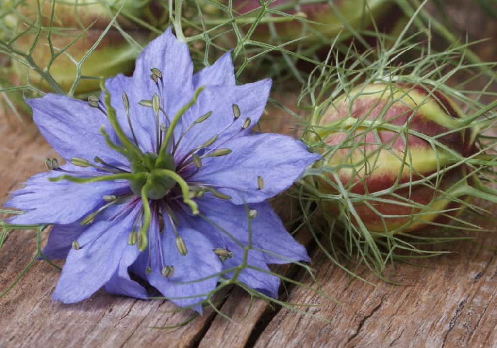 Nigella sativa flower and seed pod