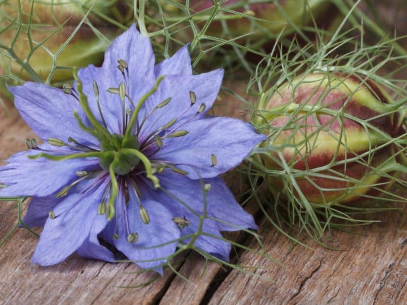 Nigella sativa flower and seed pod