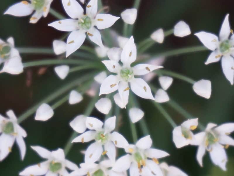 the flourish of garlic chives blossoms reminds of Genesis 22:17