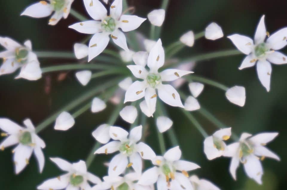 the flourish of garlic chives blossoms reminds of Genesis 22:17