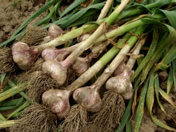 garlic harvested fresh from the field