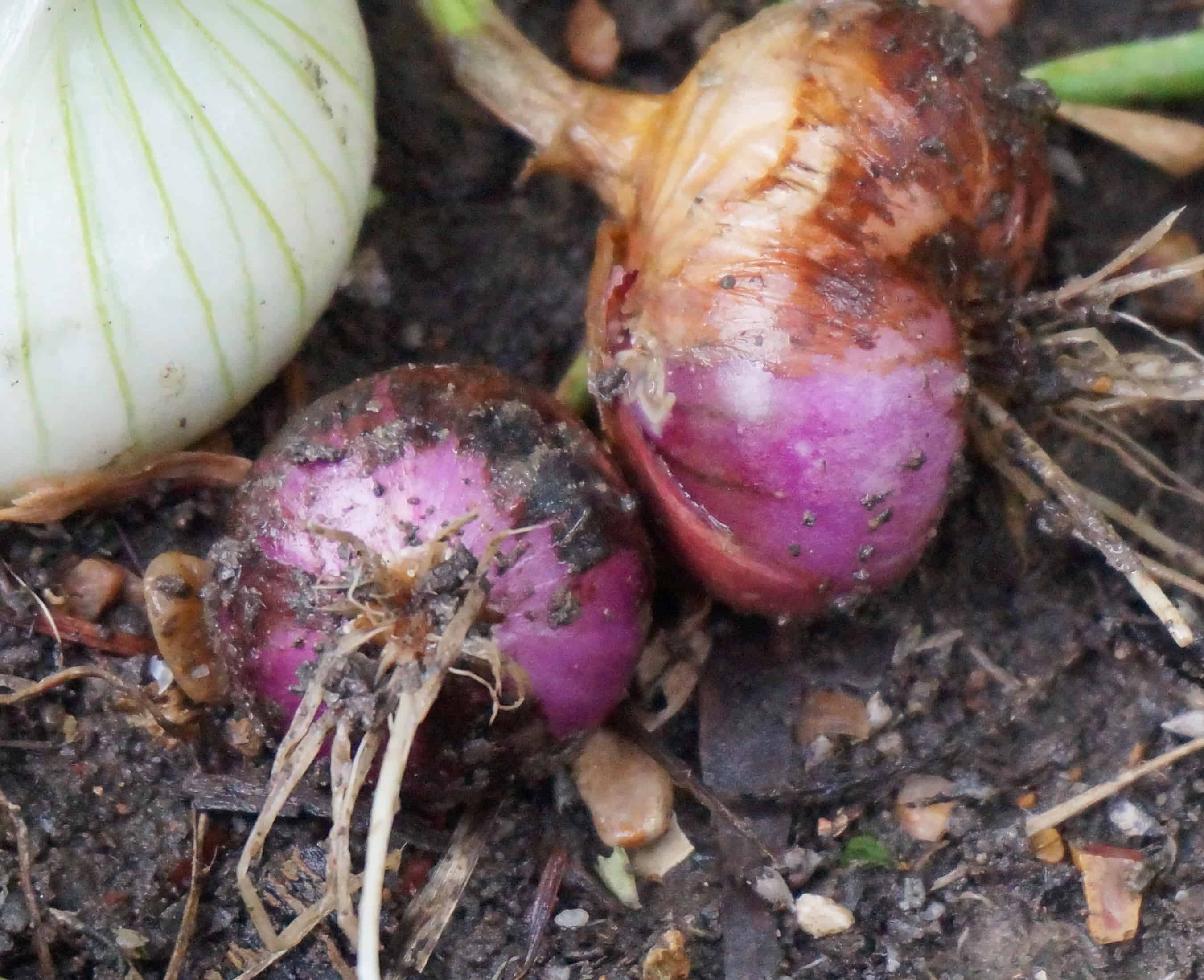 Onions grow your own onions