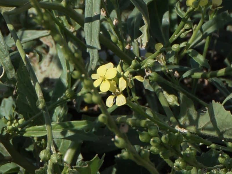 mustard flowers and seeds faith Luke 13:19