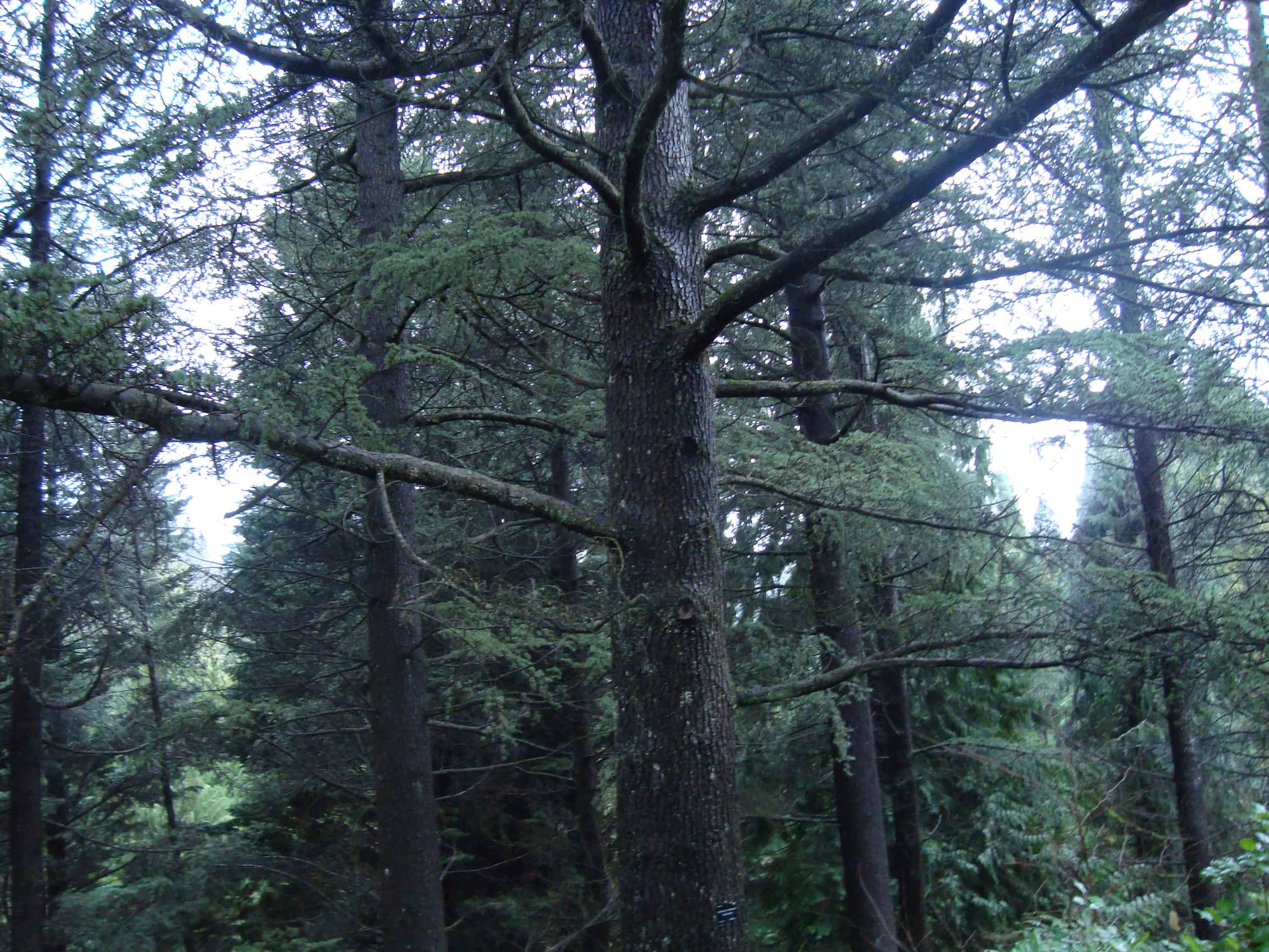 Cedar of Lebanon foggy cedar forest in Lebanon