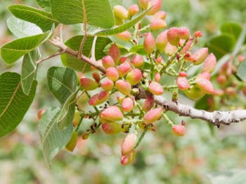 pistachio nuts forming on the tree
