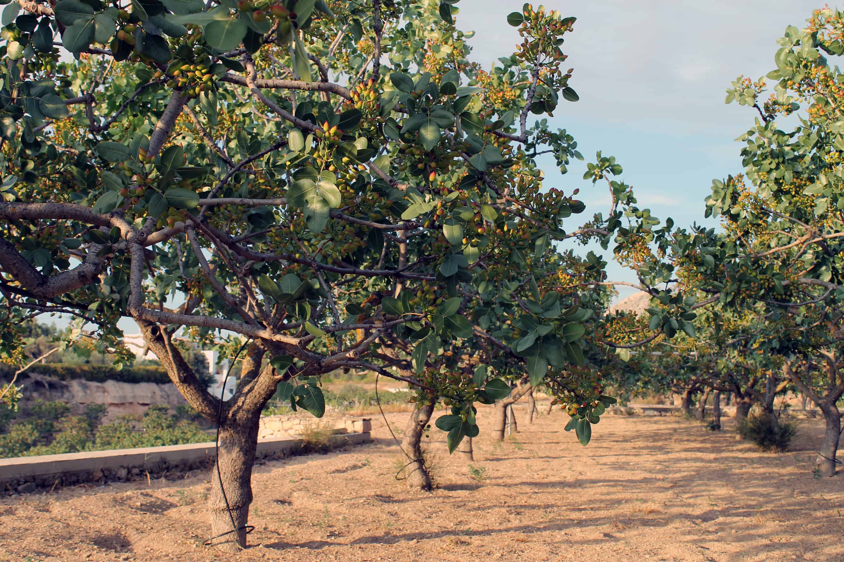 Pistachio Pistachio nuts ripening on tree